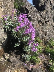 Penstemon barrettiae