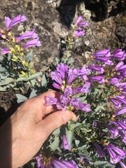 Penstemon barrettiae