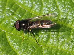 Meligramma cingulata