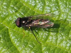 Meligramma cingulata