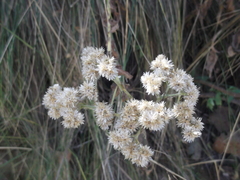 Pseudognaphalium chartaceum