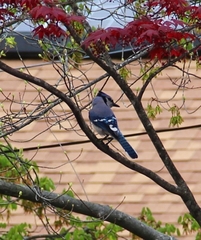 Cyanocitta cristata