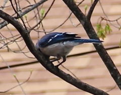 Cyanocitta cristata