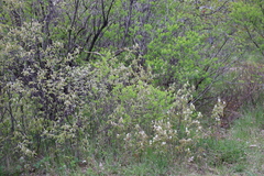 Amelanchier humilis