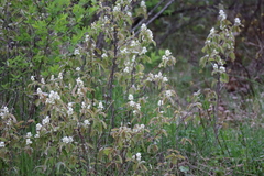 Amelanchier humilis