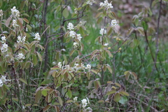 Amelanchier humilis