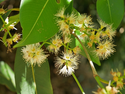Java plum