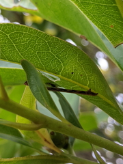 Chrysocraspeda aurimargo