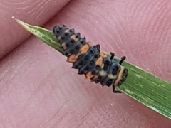 Hippodamia convergens