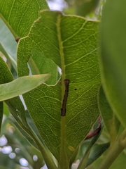Chrysocraspeda aurimargo