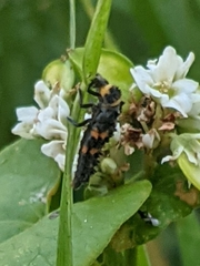 Hippodamia convergens