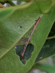 Chrysocraspeda aurimargo