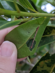 Chrysocraspeda aurimargo