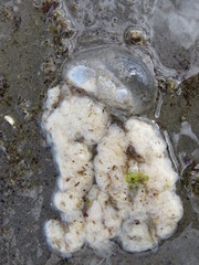 Image of Drymonema gorgo