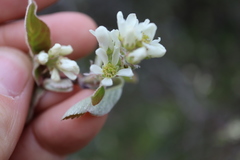 Amelanchier humilis
