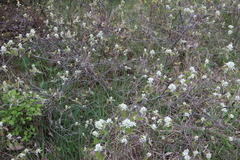 Amelanchier humilis