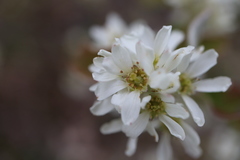 Amelanchier humilis