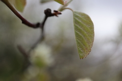 Amelanchier humilis