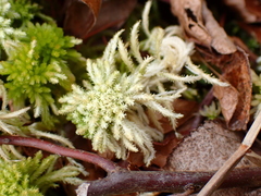 Sphagnum recurvum