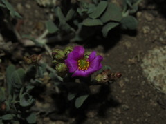 Cistanthe picta