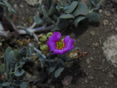 Cistanthe picta