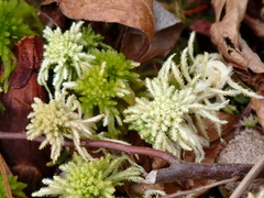 Sphagnum recurvum