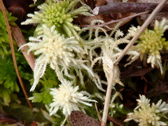 Sphagnum recurvum