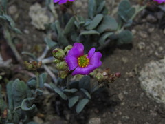 Cistanthe picta