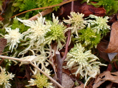 Sphagnum recurvum
