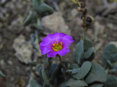 Cistanthe picta