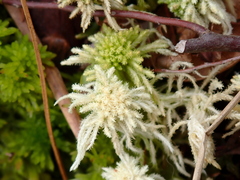 Sphagnum recurvum