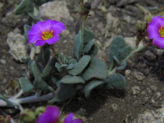 Cistanthe picta