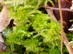 Sphagnum recurvum