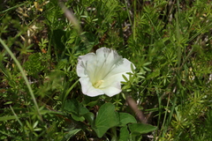 Calystegia atriplicifolia