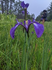 Iris tridentata image