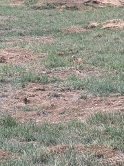 Cynomys parvidens