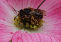 Anthophila