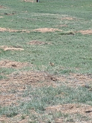 Cynomys parvidens