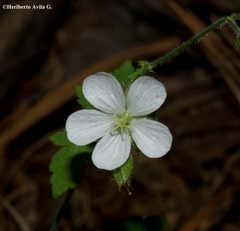 Geranium wislizeni