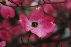 Anthophila