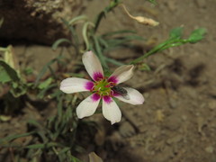 Montiopsis andicola