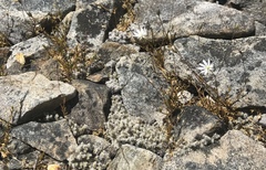 Stellaria gracilenta