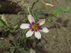 Montiopsis andicola