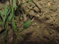 Montiopsis andicola