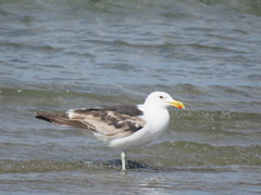 Larus dominicanus