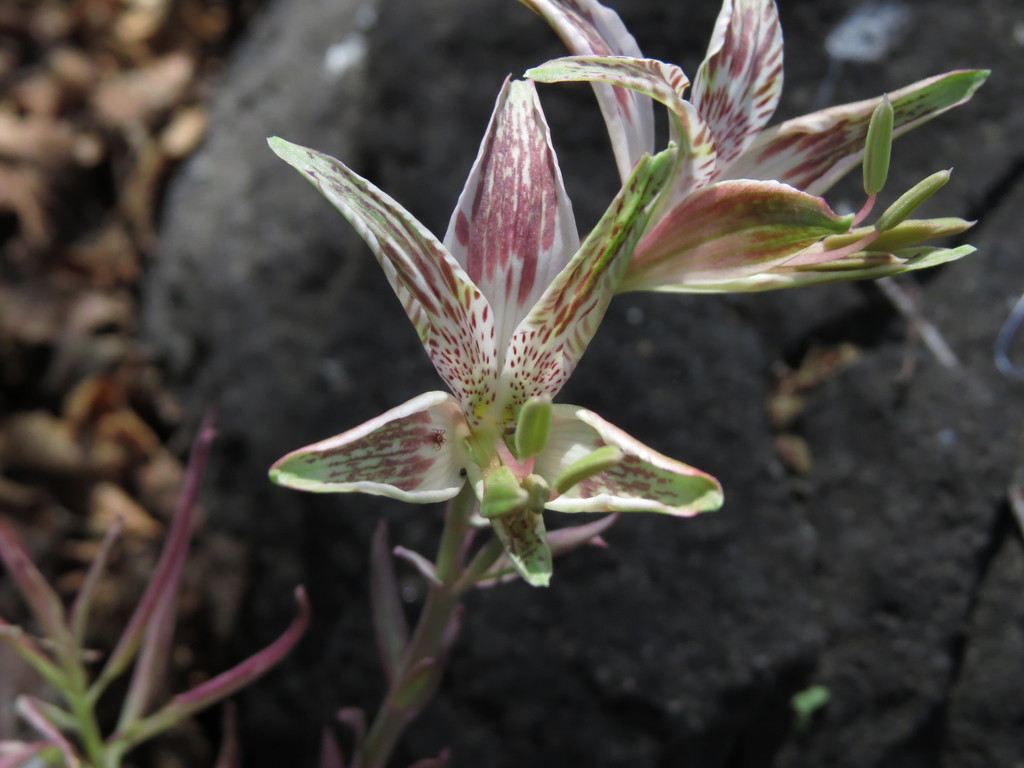 Alstroemeria garaventae (Alstroemeria garaventae)