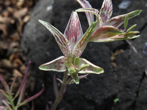 Alstroemeria garaventae (Alstroemeria garaventae)