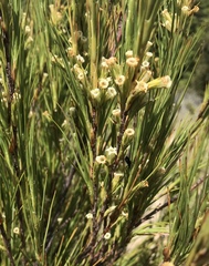 Dracophyllum acerosum