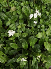 Trigonotis formosana