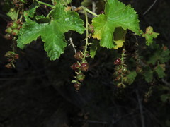 Ribes punctatum